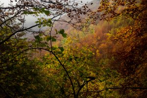 Foto scattata in autunno in appennino bolognese. La foto ritrae i boschi tipici dell'Appennino durante il foliage