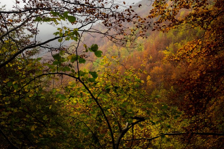 Foto scattata in autunno in appennino bolognese. La foto ritrae i boschi tipici dell'Appennino durante il foliage