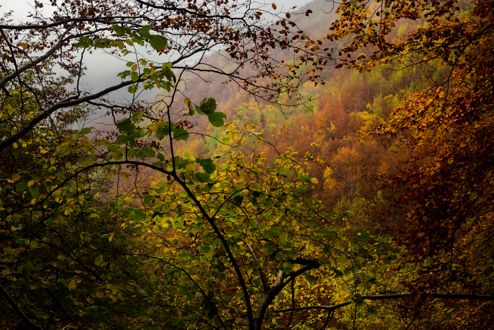 Foto scattata in autunno in appennino bolognese. La foto ritrae i boschi tipici dell'Appennino durante il foliage