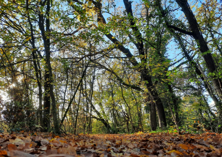 Foto scattata all'interno del Bosco della Frattona