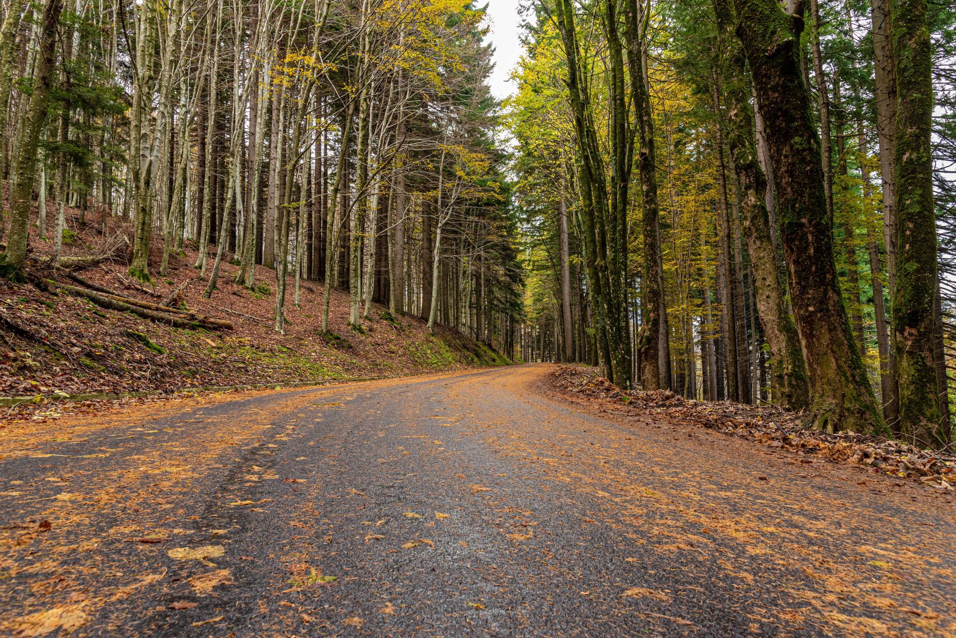 Foliage autunnale al Corno alle Scale