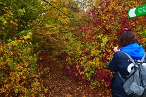 La foto ritrae una persona che ammira il foliage autunnale nell'area naturalistica del Dosolo