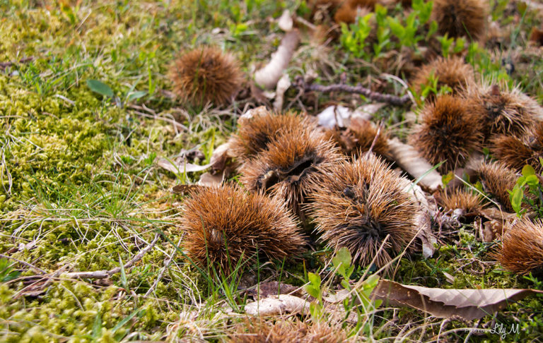 Foto di ricci di castagne poggiate al suolo